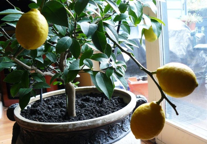 Как вырастить лимон на подоконнике